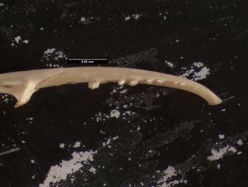 Media type: image;   Herpetology R-13328